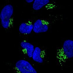 Goat anti-Rabbit IgG (H+L) Highly Cross-Adsorbed Secondary Antibody, Alexa